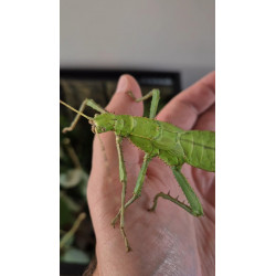Female sub-adult jungle nymph