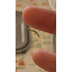 Newly hatched mossy stick insect