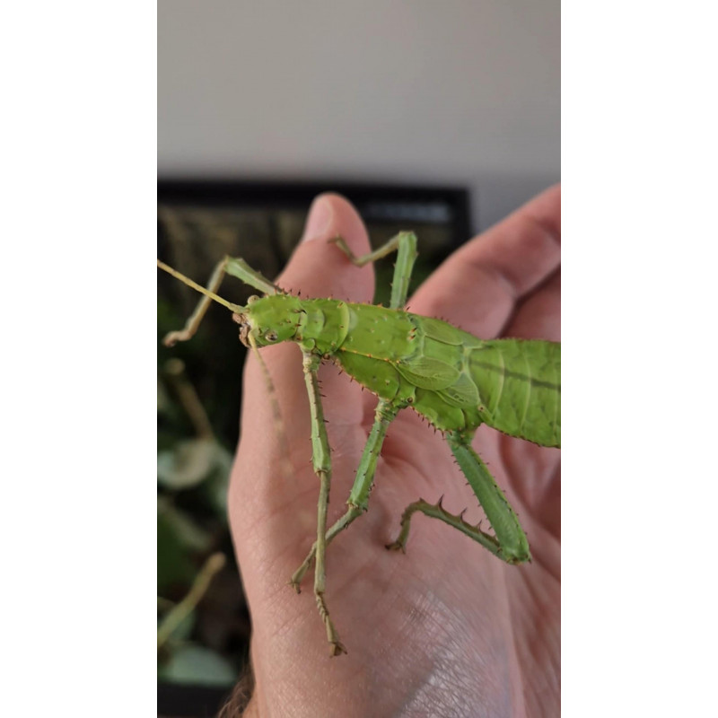 South Coast Sticks UK | Jungle Nymph Stick Insect Eggs