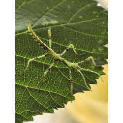 South Coast Sticks UK | Mossy Stick Insect Eggs