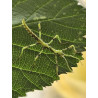 South Coast Sticks UK | Mossy Stick Insect Eggs