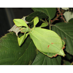 https://commons.wikimedia.org/wiki/Phyllium_philippinicum#/media/File:Phyllium_siccifolium_-_female.JPG