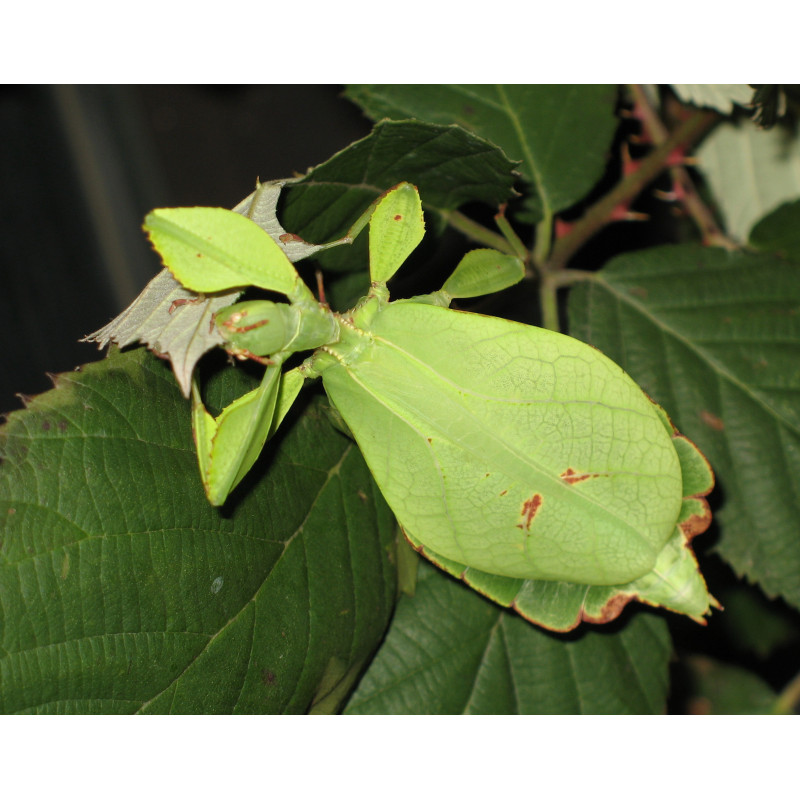https://commons.wikimedia.org/wiki/Phyllium_philippinicum#/media/File:Phyllium_siccifolium_-_female.JPG