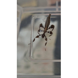 South Coast Sticks UK | Leaf Insect Eggs (Phyllium philippinicum)