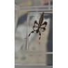 South Coast Sticks UK | Leaf Insect Eggs (Phyllium philippinicum)