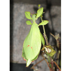 https://commons.wikimedia.org/wiki/Phyllium_philippinicum#/media/File:Phyllium_siccifolium_-_Weibchen.JPG