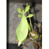 https://commons.wikimedia.org/wiki/Phyllium_philippinicum#/media/File:Phyllium_siccifolium_-_Weibchen.JPG