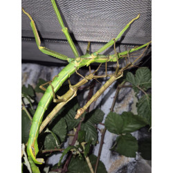South Coast Sticks UK | Giant Lime Green Stick Insects