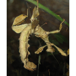 Macleays Spectre - https://commons.wikimedia.org/wiki/File:Macleays_spectre_stick_insect_arp.jpg
