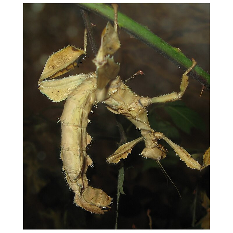 Macleays Spectre - https://commons.wikimedia.org/wiki/File:Macleays_spectre_stick_insect_arp.jpg