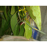 Adult blue metallic - https://commons.wikimedia.org/wiki/File:Achrioptera_fallax_maschio_appena_adulto.jpg