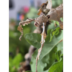 South Coast Sticks UK | Macleay’s Spectre Stick Insects