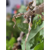 South Coast Sticks UK | Macleay’s Spectre Stick Insects