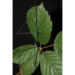South Coast Sticks UK | Blue Stick Insects