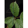 South Coast Sticks UK | Blue Stick Insects