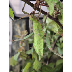Female sub-adult jungle nymph