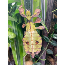 By Fungus Guy - https://commons.wikimedia.org/wiki/File:Leaf_insect_(Phyllium_sp.),_Entomica_1.jpg
