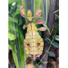 By Fungus Guy - https://commons.wikimedia.org/wiki/File:Leaf_insect_(Phyllium_sp.),_Entomica_1.jpg
