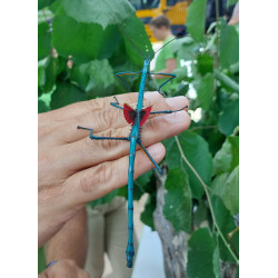 South Coast Sticks UK | Blue Metallic Stick Insects