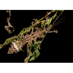 South Coast Sticks UK | Mossy Stick Insects