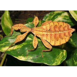 South Coast Sticks UK | Autumn Leaf Insect Eggs (Phyllium tobeloense)