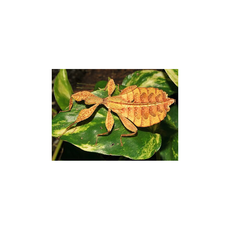 South Coast Sticks UK | Autumn Leaf Insect Eggs (Phyllium tobeloense)