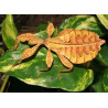 South Coast Sticks UK | Autumn Leaf Insect Eggs (Phyllium tobeloense)