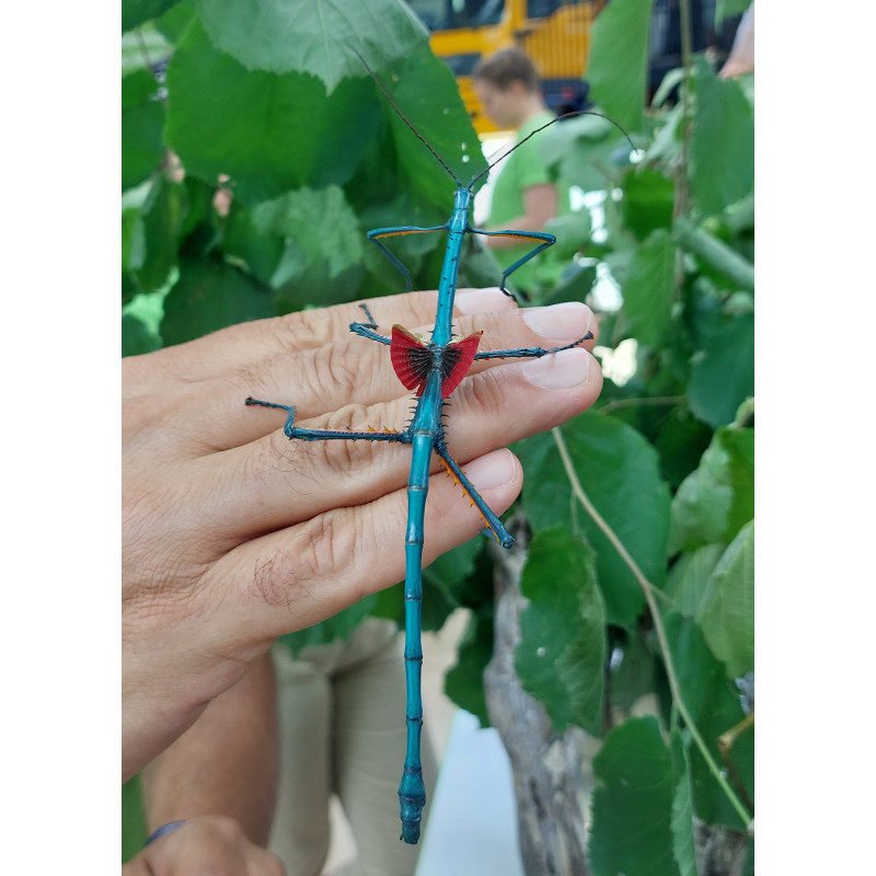South Coast Sticks UK | Blue Metallic Stick Insect Eggs