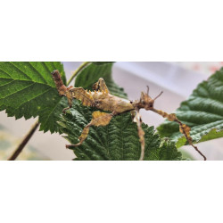 South Coast Sticks UK | Macleay's Spectre Stick Insect Eggs