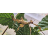 South Coast Sticks UK | Macleay's Spectre Stick Insect Eggs