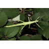 South Coast Sticks UK | Giant Lime Green Stick Insect Eggs