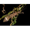 South Coast Sticks UK | Mossy Stick Insect Eggs