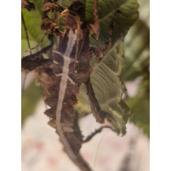 South Coast Sticks UK | Jungle Nymph Stick Insect Eggs
