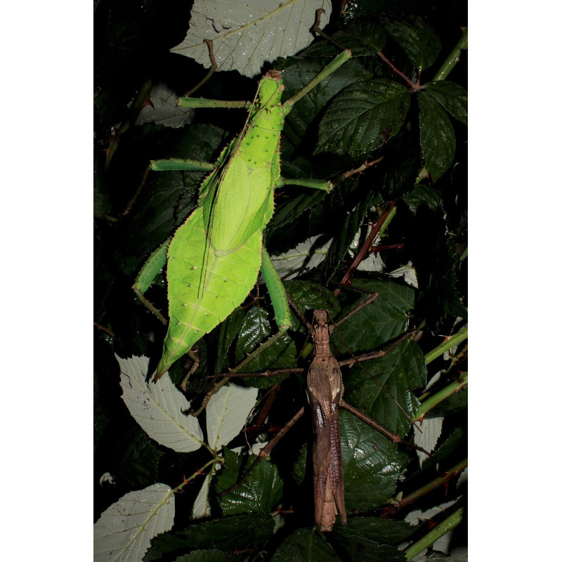 South Coast Sticks UK | Jungle Nymph Stick Insects