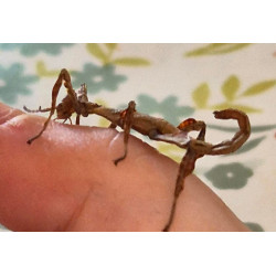 South Coast Sticks UK | Macleay’s Spectre Stick Insects