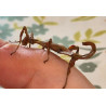 South Coast Sticks UK | Macleay’s Spectre Stick Insects