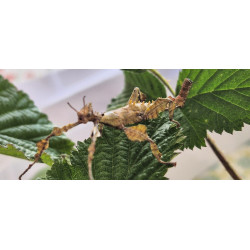 South Coast Sticks UK | Macleay’s Spectre Stick Insects
