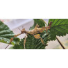 South Coast Sticks UK | Macleay’s Spectre Stick Insects
