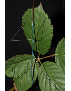 Blue Stick Insect