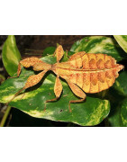 Autumn Leaf Insects