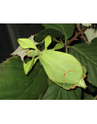 Leaf Insects