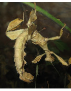 Macleay's spectres