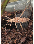 Stick Insects