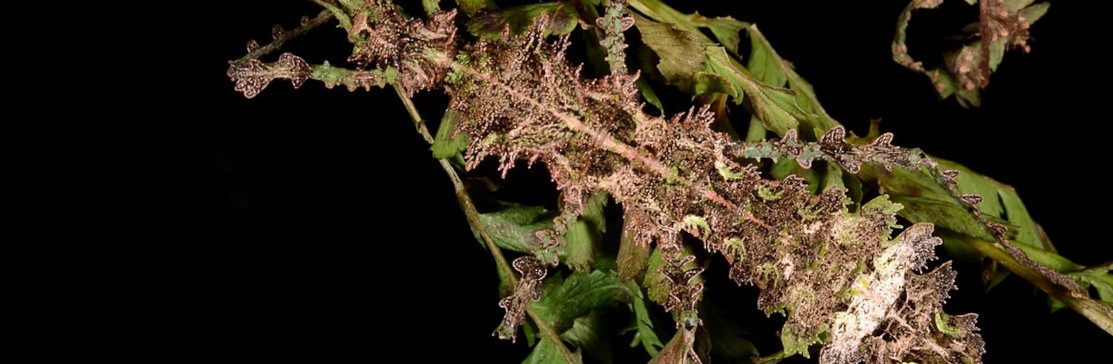Mossy Stick Insects